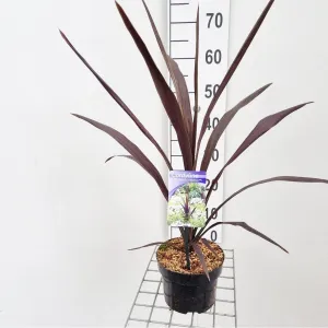 6x Cordyline Superstar 17cm Pot 50cm 1pp Shrub Plant