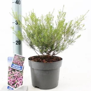 6x Diosma hirsuta Pink Fountain 17cm Pot 30cm Shrub Plant