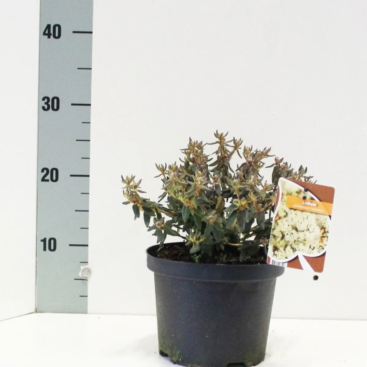 6x Ledum groenlandicum Compactum 17cm Pot 20cm Shrub Plant