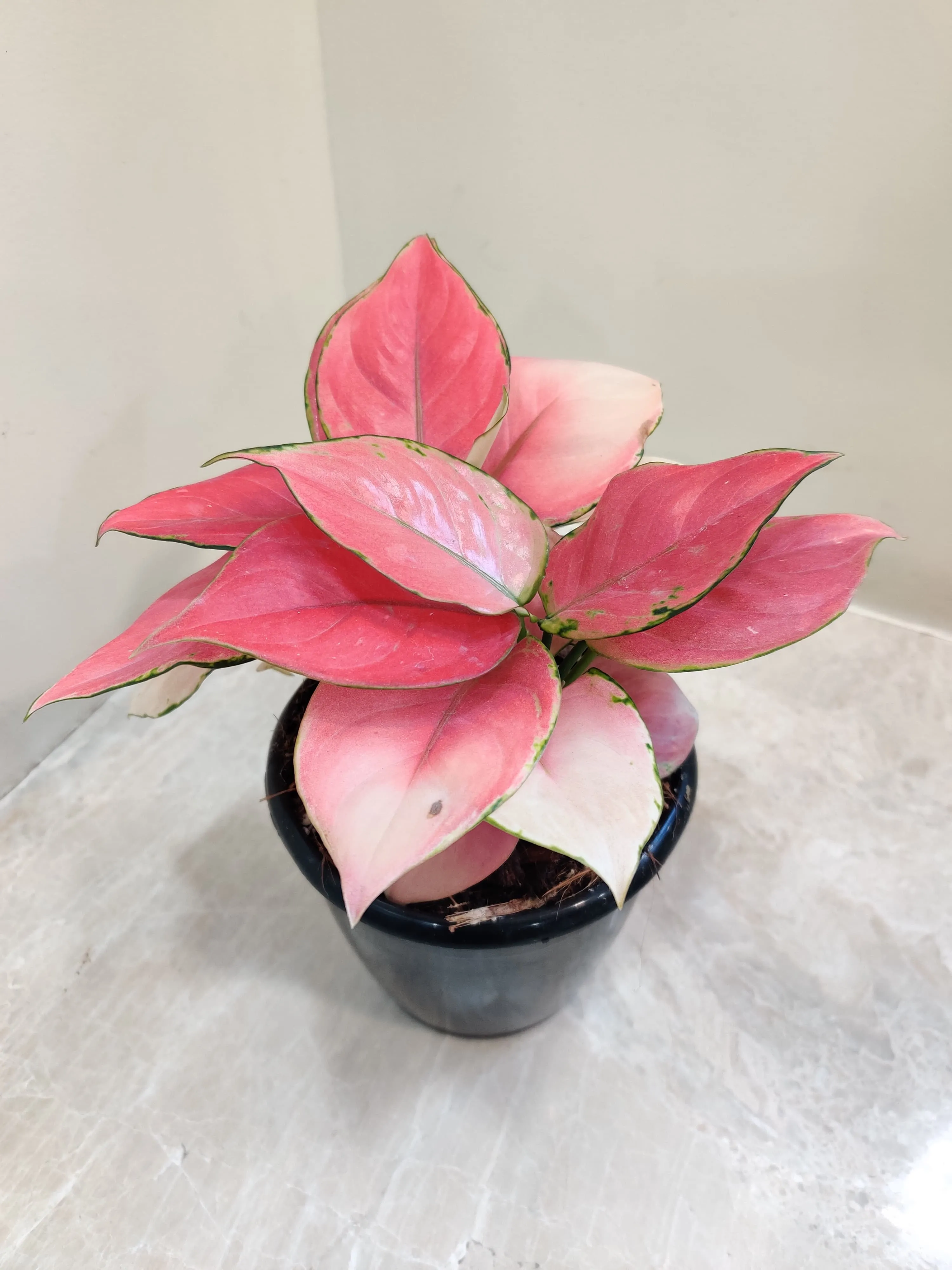 Aglaonema Magical Gal Plant