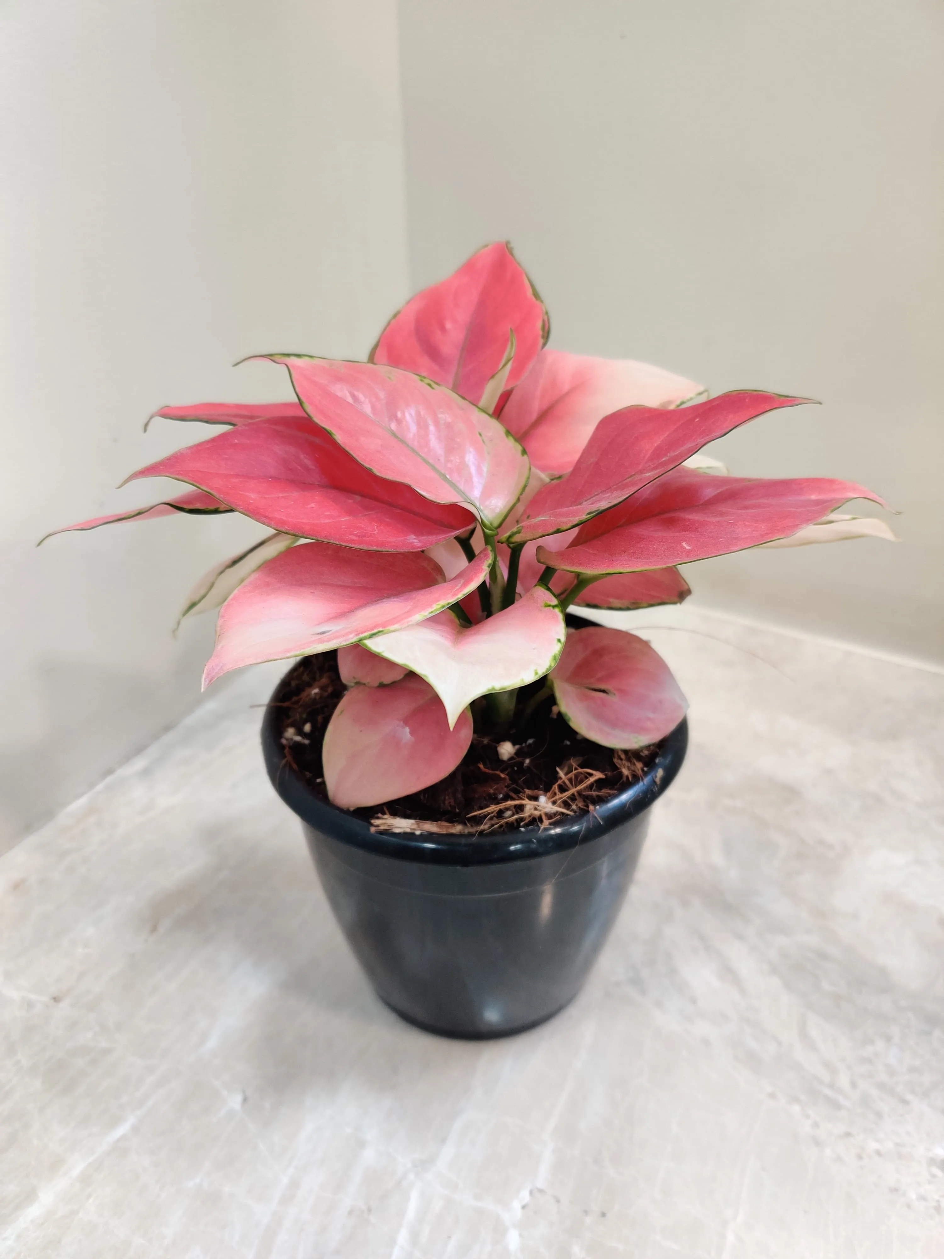 Aglaonema Magical Gal Plant