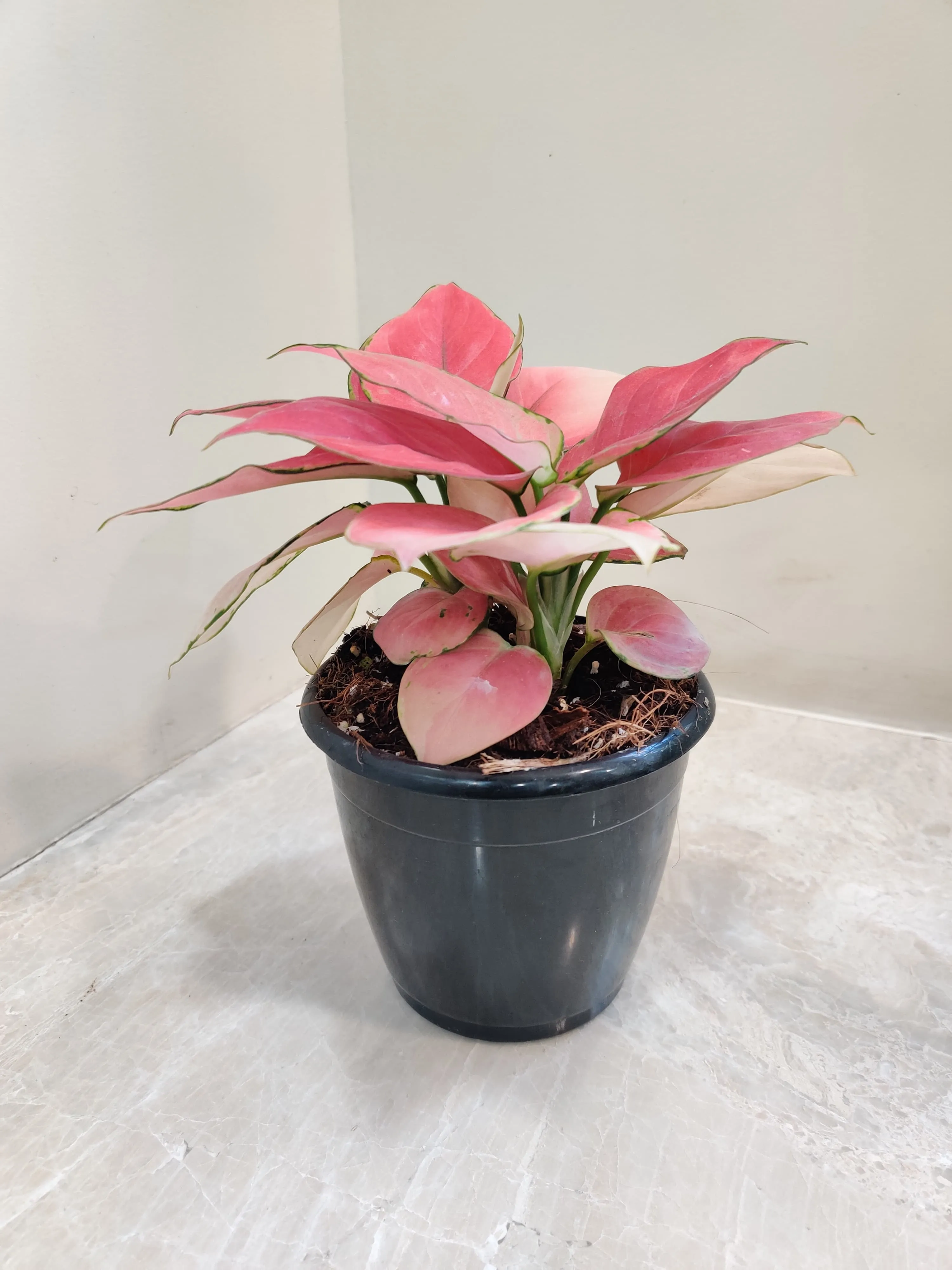 Aglaonema Magical Gal Plant