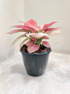 Aglaonema Magical Gal Plant