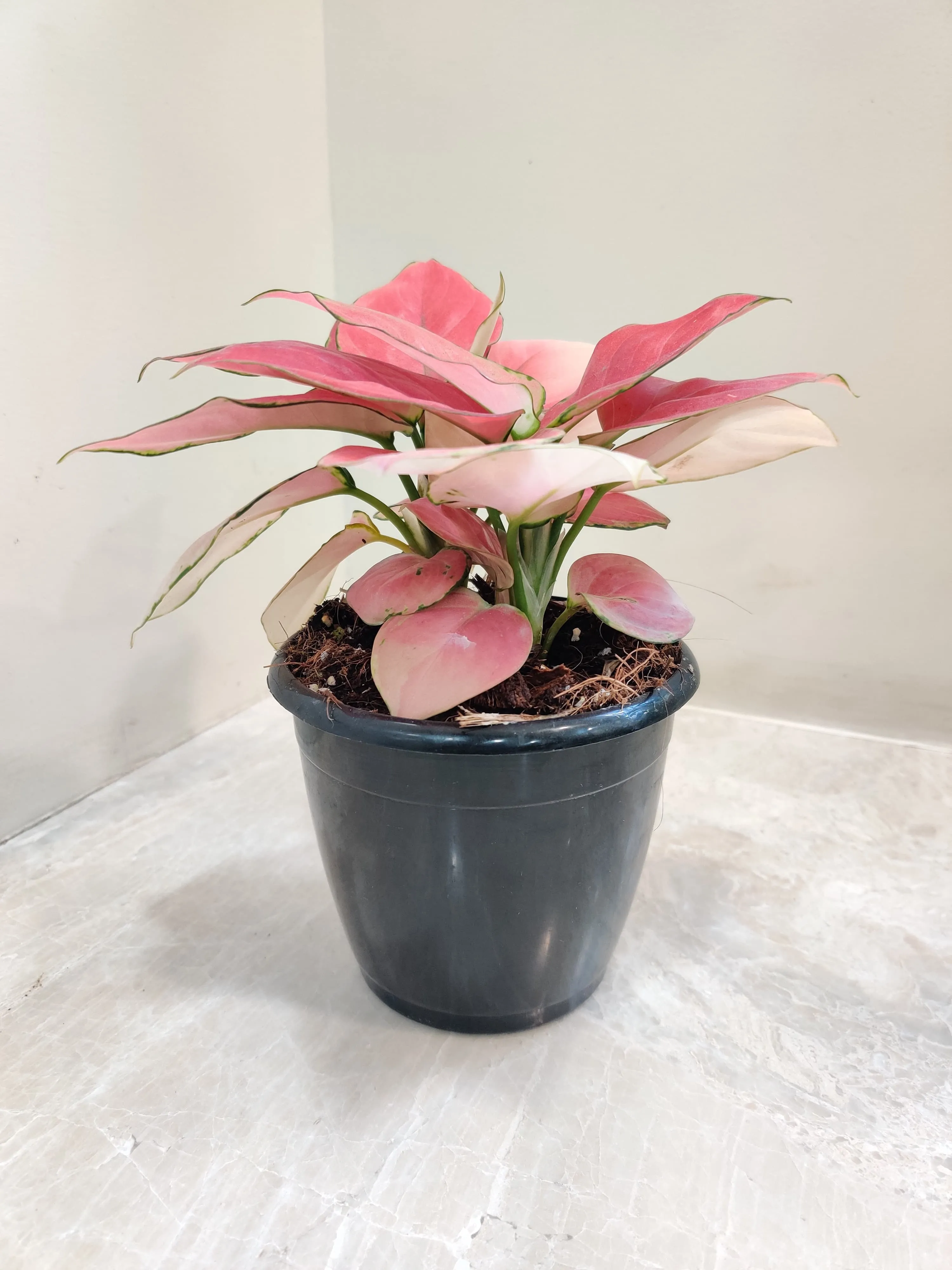 Aglaonema Magical Gal Plant