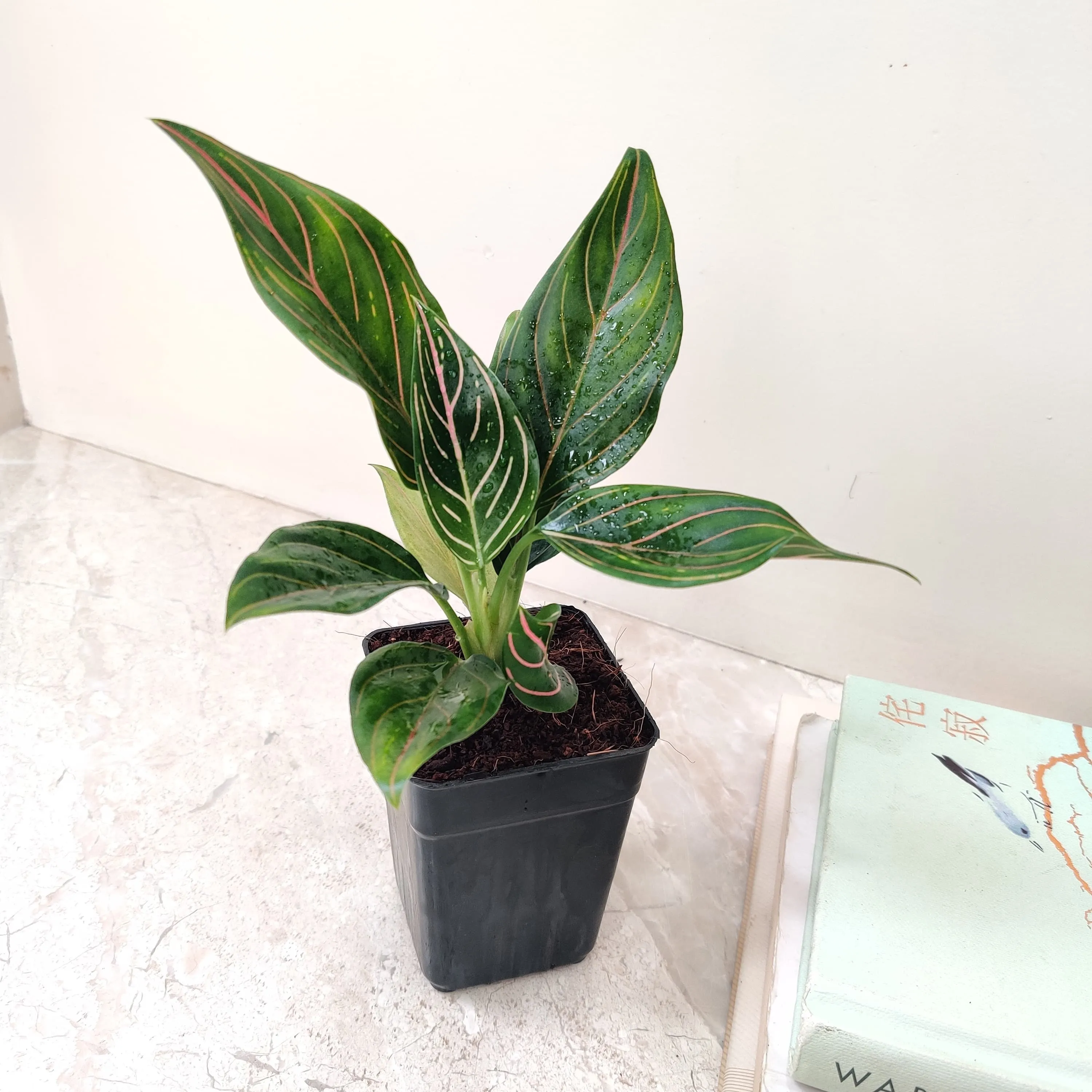 Aglaonema Red Vein Plant (Evergreen)