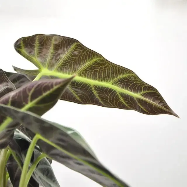 Alocasia bambino