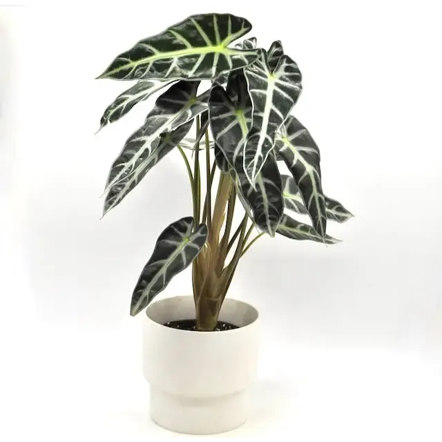 Alocasia bambino