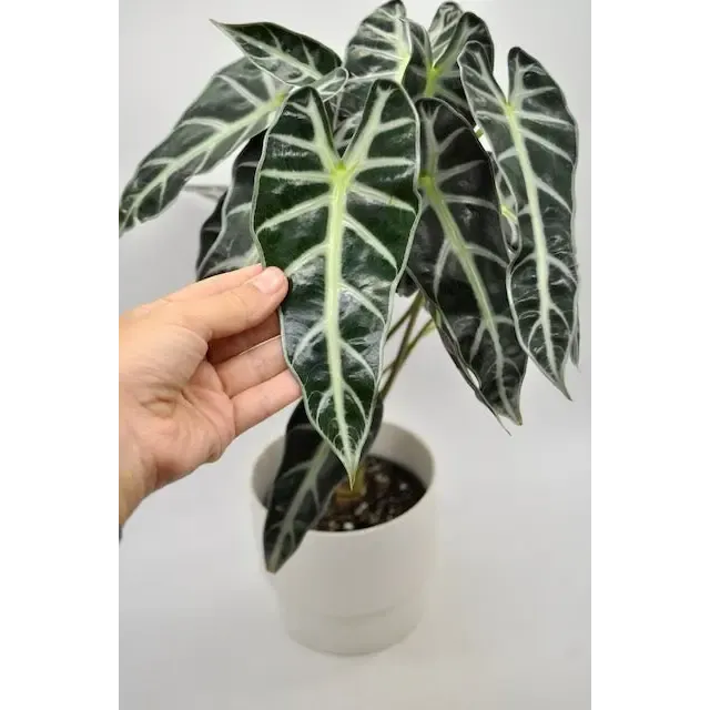 Alocasia bambino