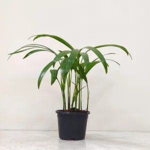 Areca Palm Plant