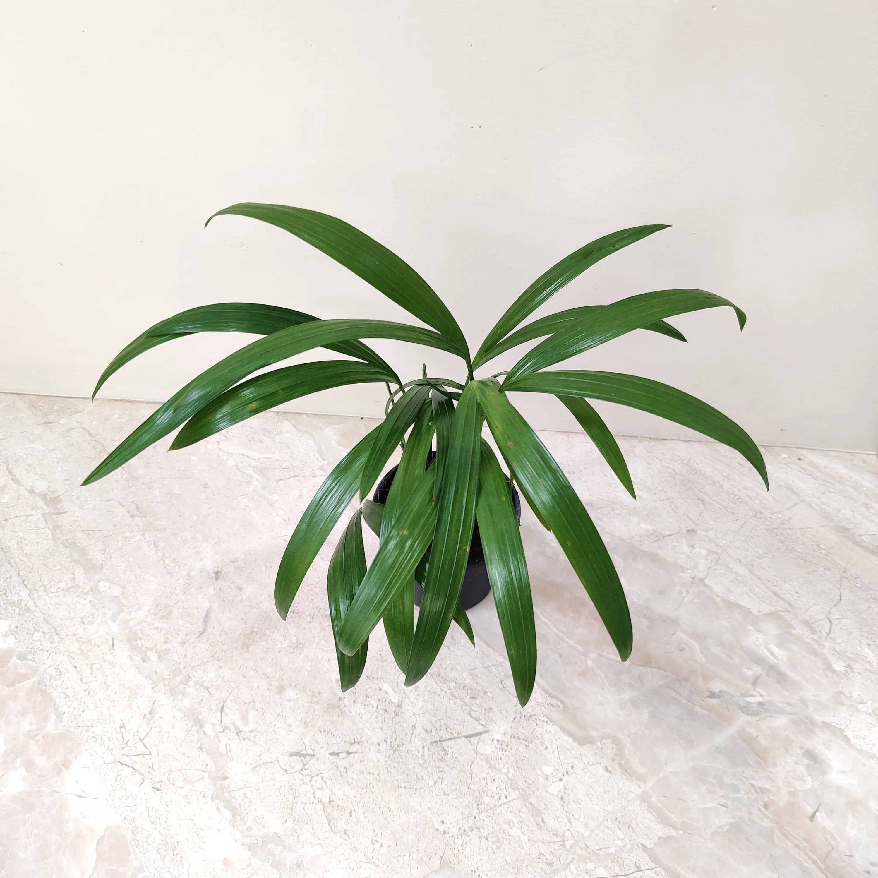 Areca Palm Plant