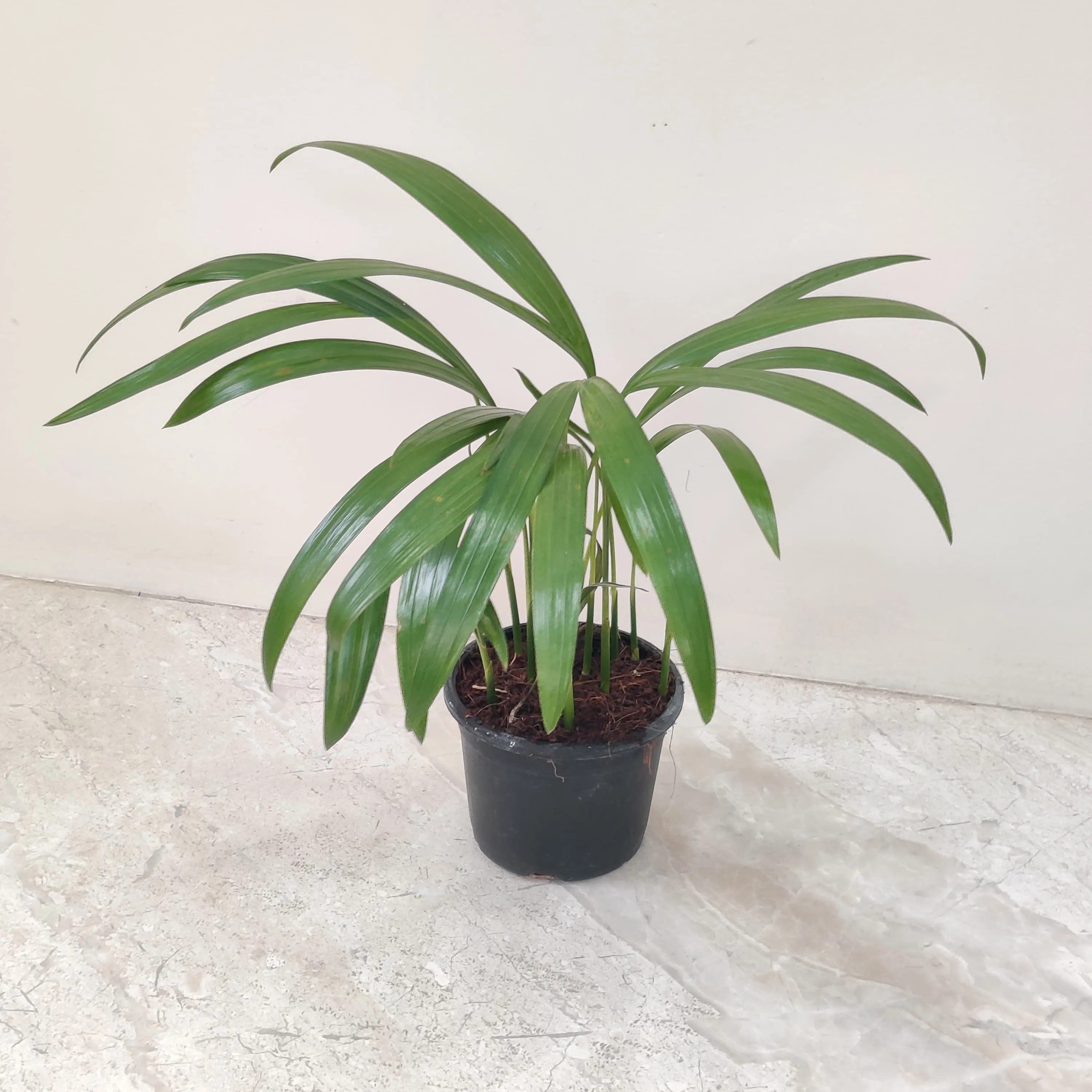 Areca Palm Plant