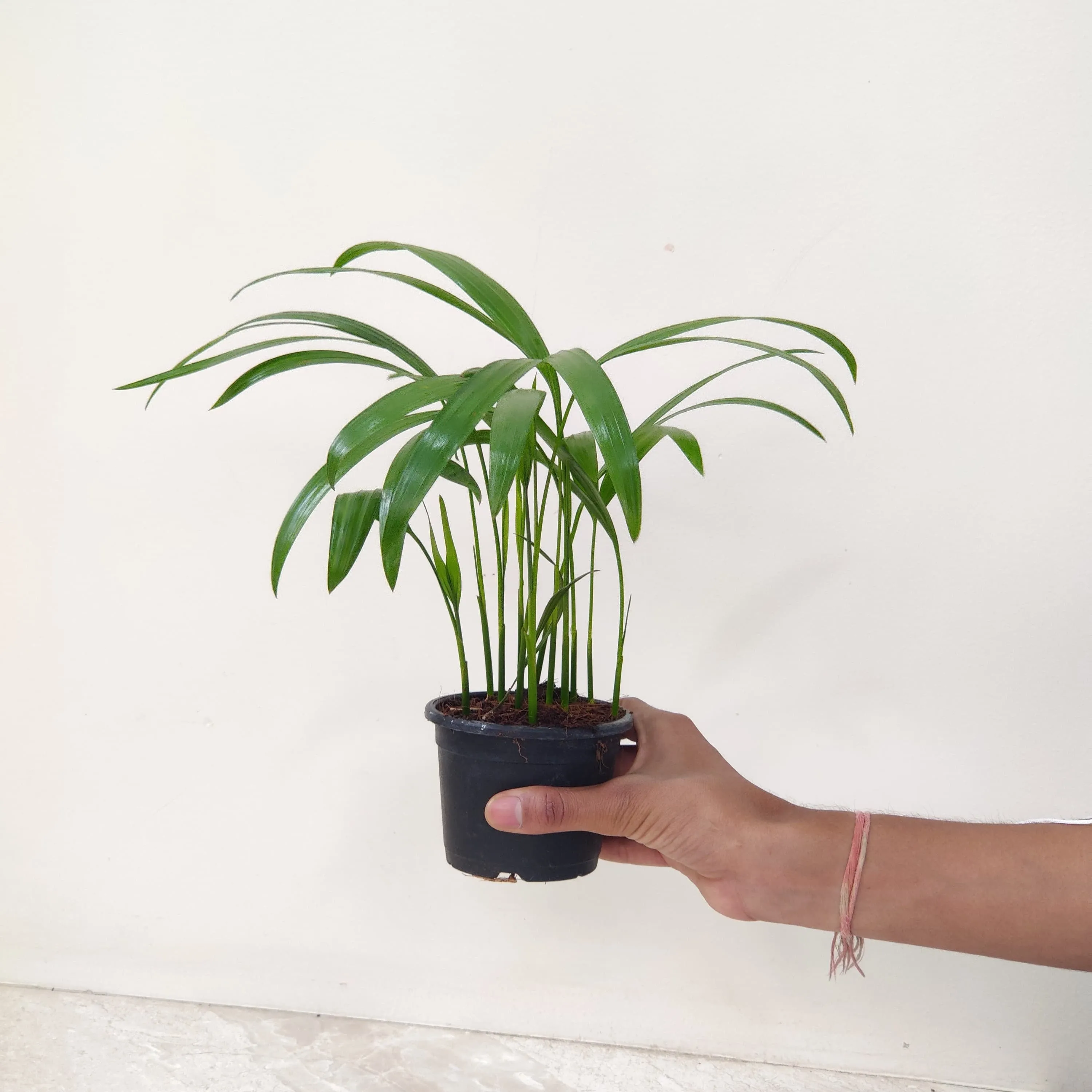 Areca Palm Plant